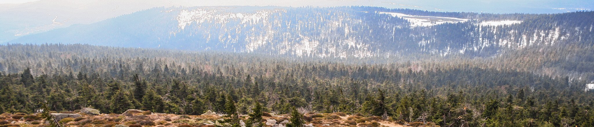 Weitläufiges Landschaftspanorama mit dichtem Tannenwald im Vordergrund und schneebedeckten Berghängen im Hintergrund – klare, frische Luft und sanftes Licht schaffen eine ruhige, naturnahe Atmosphäre.